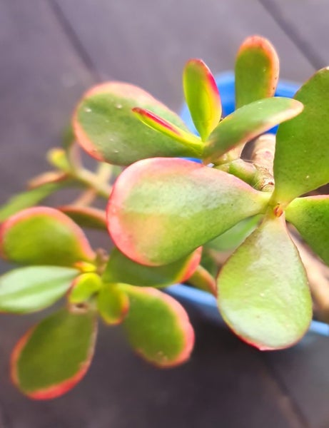 Money tree jade succulent 12cm plant Carousel 1