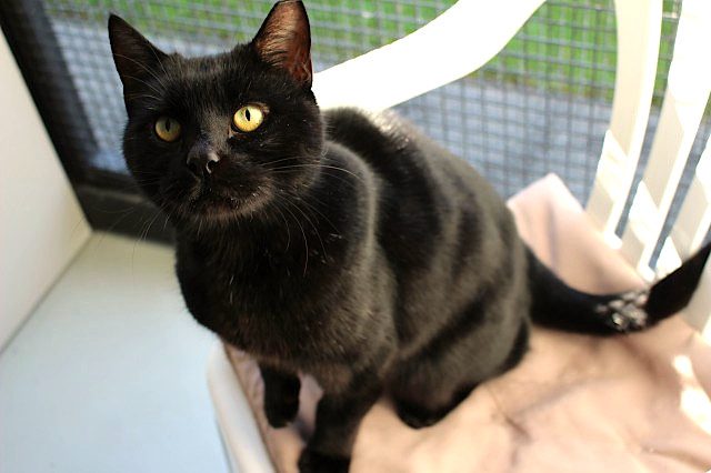 Lost - Black DSH Male Cat (Darcy) Carousel 1