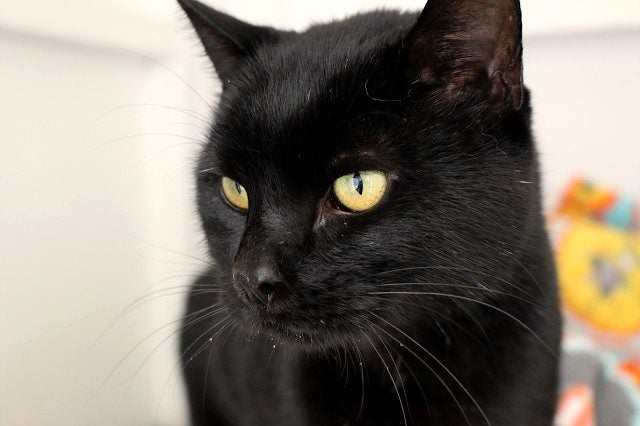 Lost - Black DSH Male Cat (Darcy) Carousel 2