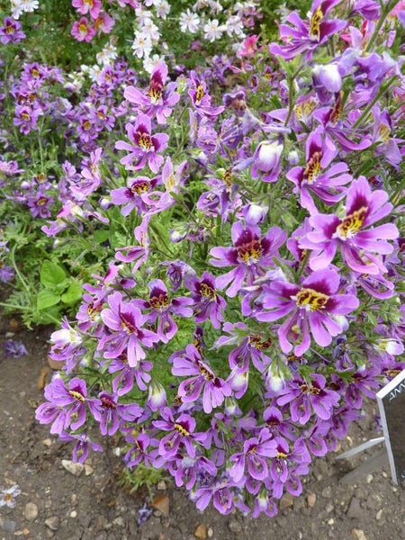 Schizanthus 'ANGEL WINGS MIX' seed x 30 ~ Borders, Beds, Containers, Cut Flowers Carousel 5