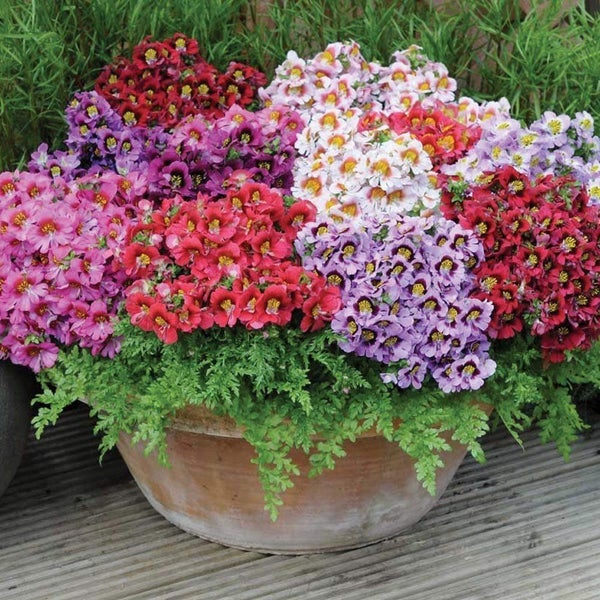 Schizanthus 'ANGEL WINGS MIX' seed x 30 ~ Borders, Beds, Containers, Cut Flowers Carousel 2