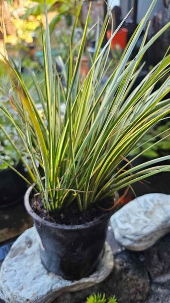 Pond Water Plant Acorus Gramineus Variegatus Carousel 2