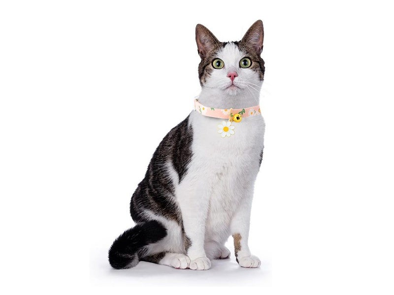 PTN NEW Cat Collar Sale Sale Carousel 2
