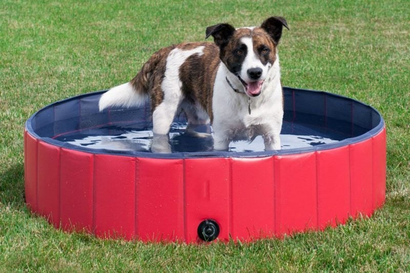 Dog Swimming Pool (OVER STOCKED) Carousel 2
