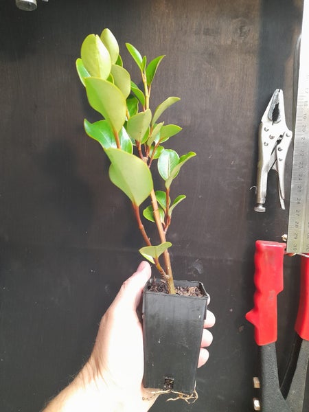 Griselinia Canterbury x 50 Carousel 1