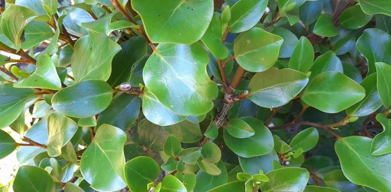 Griselinia Canterbury Carousel 1