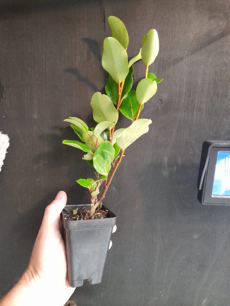 Griselinia Canterbury x 50 Carousel 3