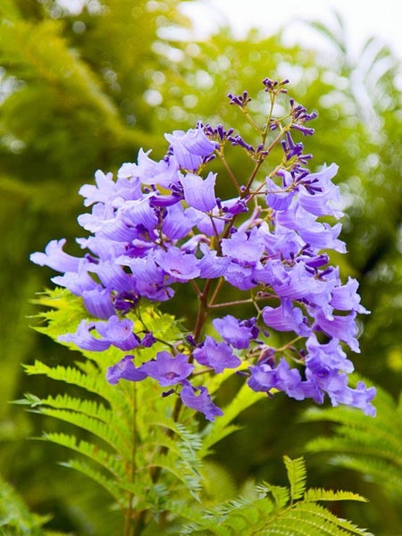 Potted Jacaranda Tree (Jacaranda mimosifolia) DOUBLE TRUNK Carousel 1