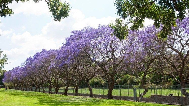 Potted Jacaranda Tree (Jacaranda mimosifolia) DOUBLE TRUNK Carousel 7