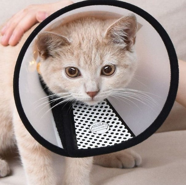 Dog Cone Collar, Dog Cone Collar for After Surgery Anti-Bite Lick Carousel 9