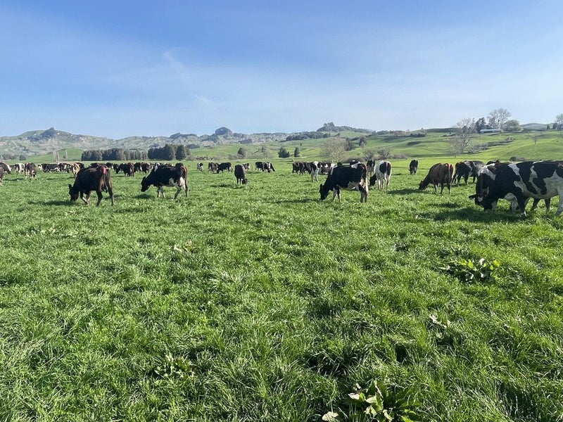 Value for Money in the King Country64204326387203110