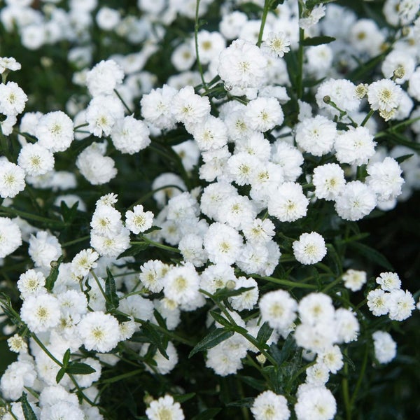 Achillea ptarmica 'The Pearl' - great cut flower Carousel 1