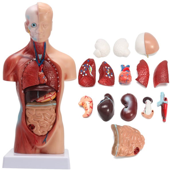 28cm Human Torso Body Model Anatomy Medical Internal Organs Teaching Learning Carousel 1