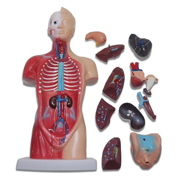 28cm Human Torso Body Model Anatomy Medical Internal Organs Teaching Learning Carousel 2
