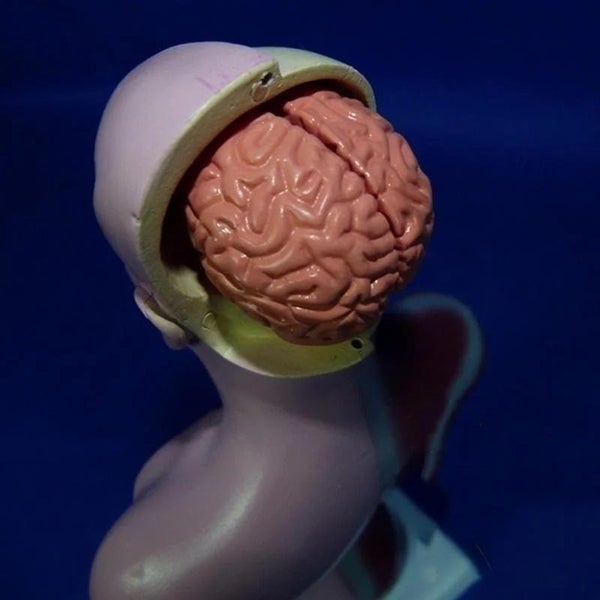 28cm Human Torso Body Model Anatomy Medical Internal Organs Teaching Learning Carousel 8