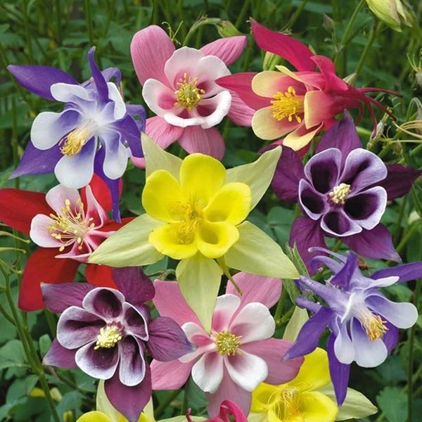 Bulk seeds choose 10 from over 300 varieties !!!! Carousel 1