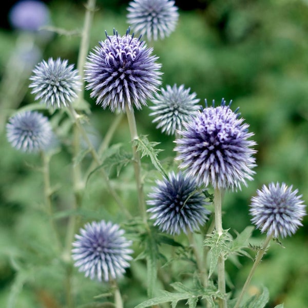 Bulk seeds choose 15 from over 400 varieties !!!!! Carousel 1