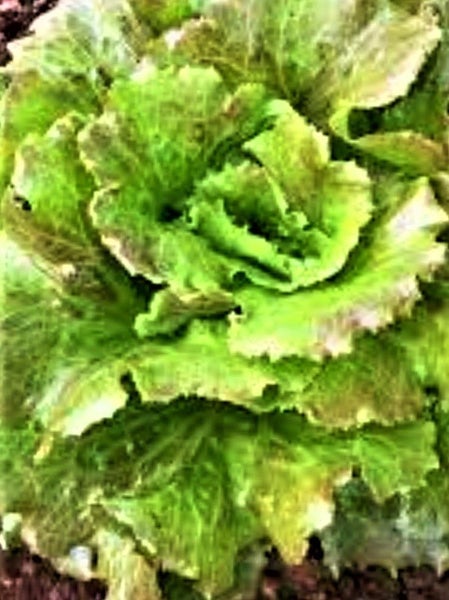 Lettuce Canasta : Tender, Sweet/Juicy, Crisp heart, Grow all year, 75 + seeds Carousel 3