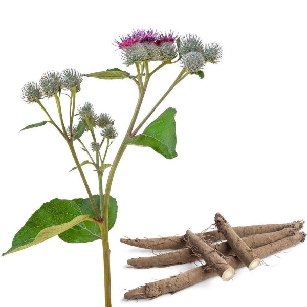 Burdock Takinogawa Long : Fast growth/Nutritious, Salads or cooked. Min 4 seeds Carousel 1