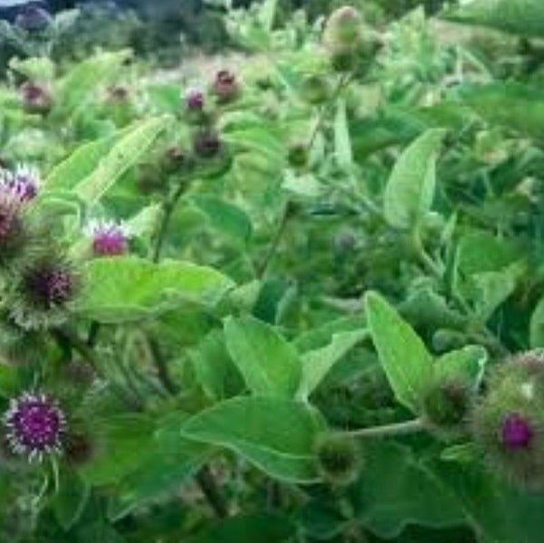 Burdock Takinogawa Long : Fast growth/Nutritious, Salads or cooked. Min 4 seeds Carousel 3