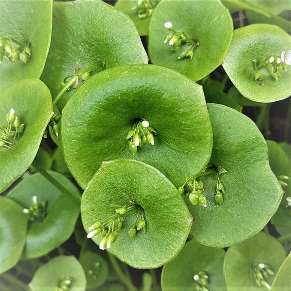 Miners Lettuce : Succulent, pretty, nutritious, crispy, tasty, Yr long, 200seeds Carousel 2