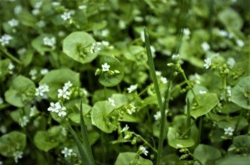 Miners Lettuce : Succulent, pretty, nutritious, crispy, tasty, Yr long, 200seeds Carousel 1