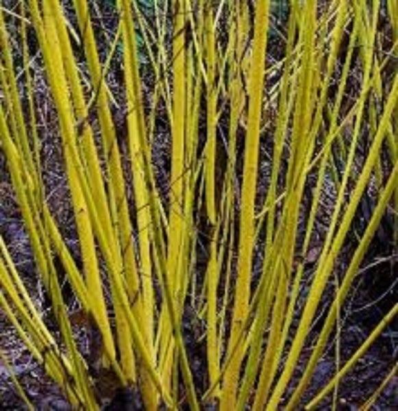 Cornus sericea flaviramea Yellow Twig bright yellow stems in winter Carousel 1