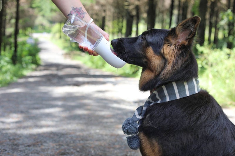 Thirsty Dog Drink Bottle Carousel 1