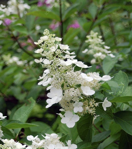 Hydrangea Kyushu early flowering with abundant floral panicles to 20cm Carousel 1