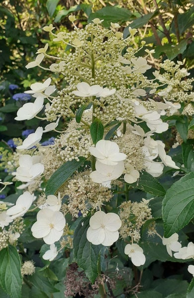 Hydrangea Kyushu early flowering with abundant floral panicles to 20cm Carousel 4