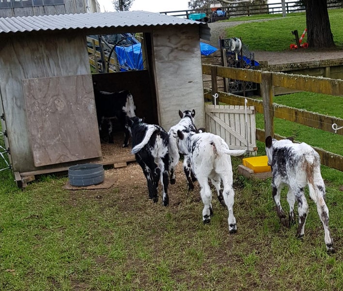 Calf rearing shed for life style property Carousel 6