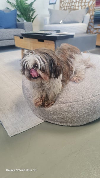 Dogs Bed Starting from $299.00. Carousel 8