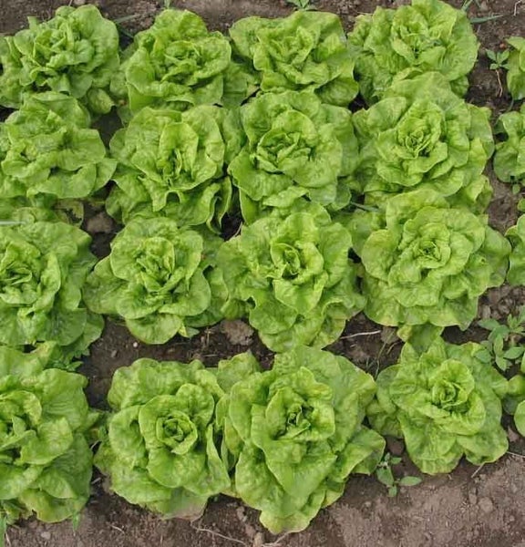 Lettuce Tom Thumb tiny, little butterhead lettuce Carousel 1