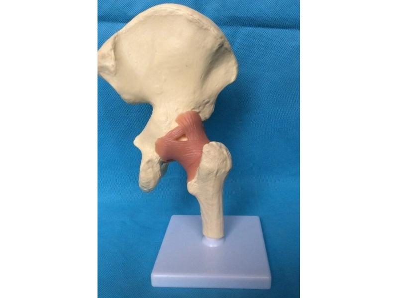 Medical Science Hip Joint Function Model Human Model Skeleton Skeletal Teaching Carousel 1