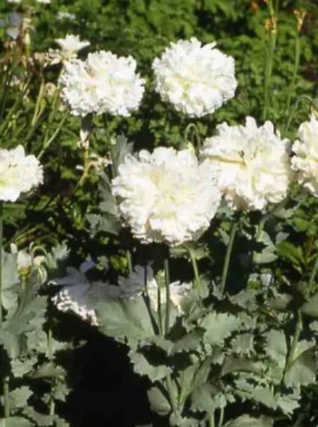 Papaver Poppy "PEONY WHITE" seed x 30 ~ Garden beds, Pots, Cut + Dried Flowers Carousel 2