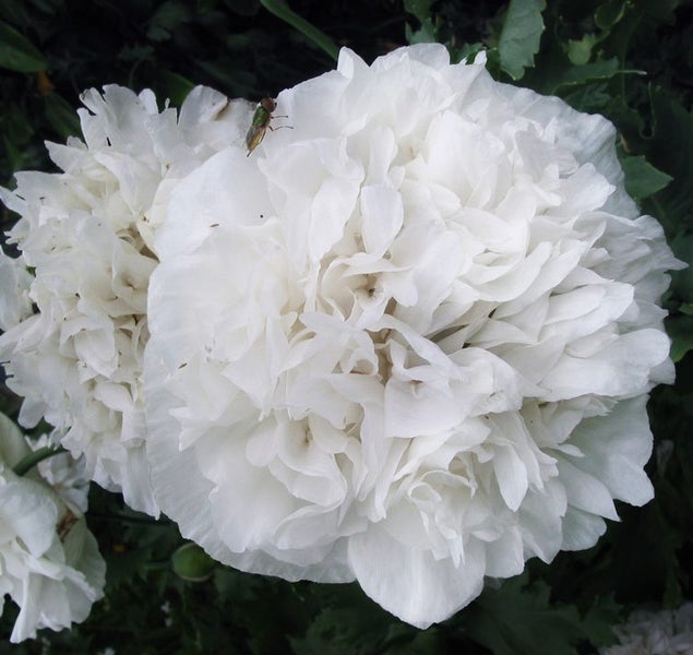 Papaver Poppy "PEONY WHITE" seed x 30 ~ Garden beds, Pots, Cut + Dried Flowers Carousel 1