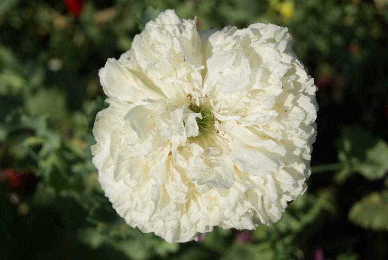 Papaver Poppy "PEONY WHITE" seed x 30 ~ Garden beds, Pots, Cut + Dried Flowers Carousel 4