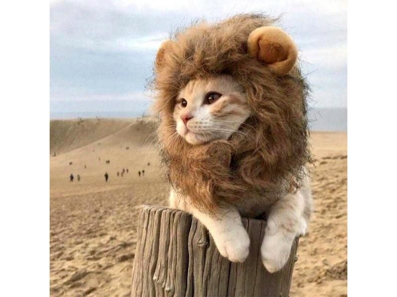 Cute Lion Mane Cat Wig Pet Small Dog Cats Costume Lion Mane Wig Cap Hat For Cat Carousel 2