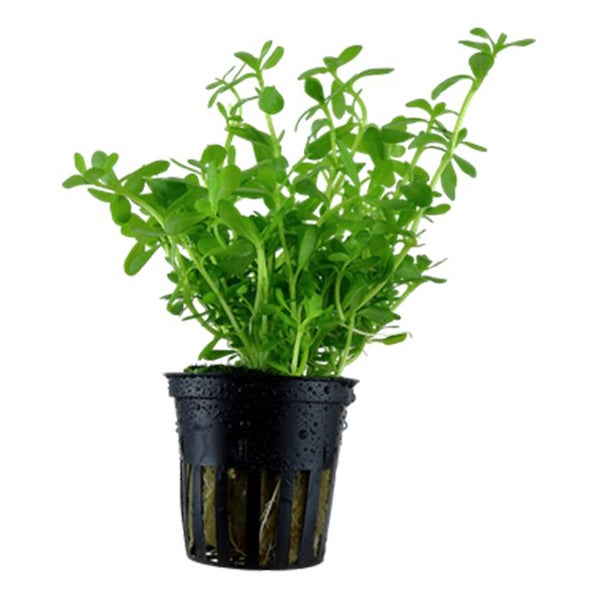 Baby Tears (Bacopa Monnieri) Carousel 1