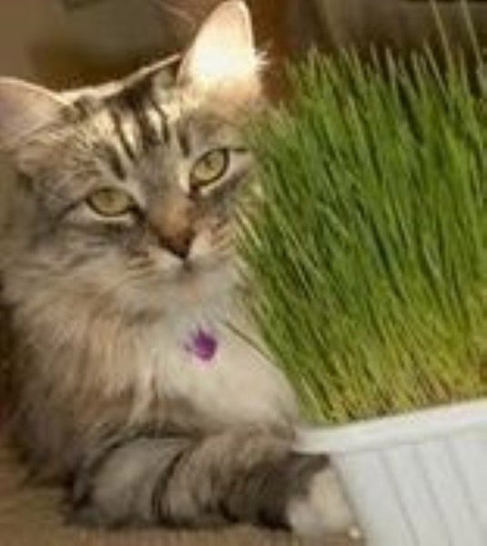 Cat Grass / Pet Grass Seeds Carousel 1
