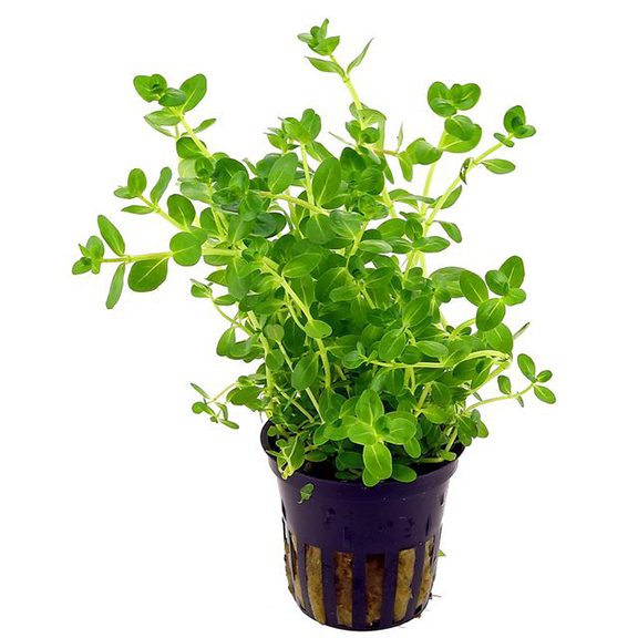 Dwarf Rotala (Rotala Rotundifolia) Carousel 1
