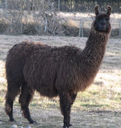 Llama Fleece #4, 1kg Chocolate brown. Carousel 1