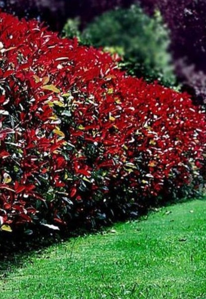 Photinia. Hedging X 64 plant - let us know how many you want Carousel 1