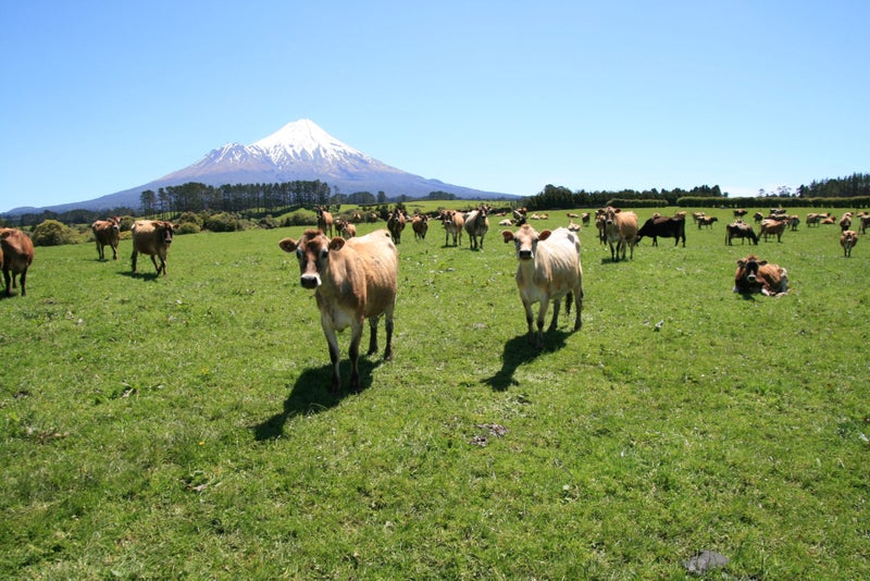 2105 Hastings Road, Stratford, Taranaki