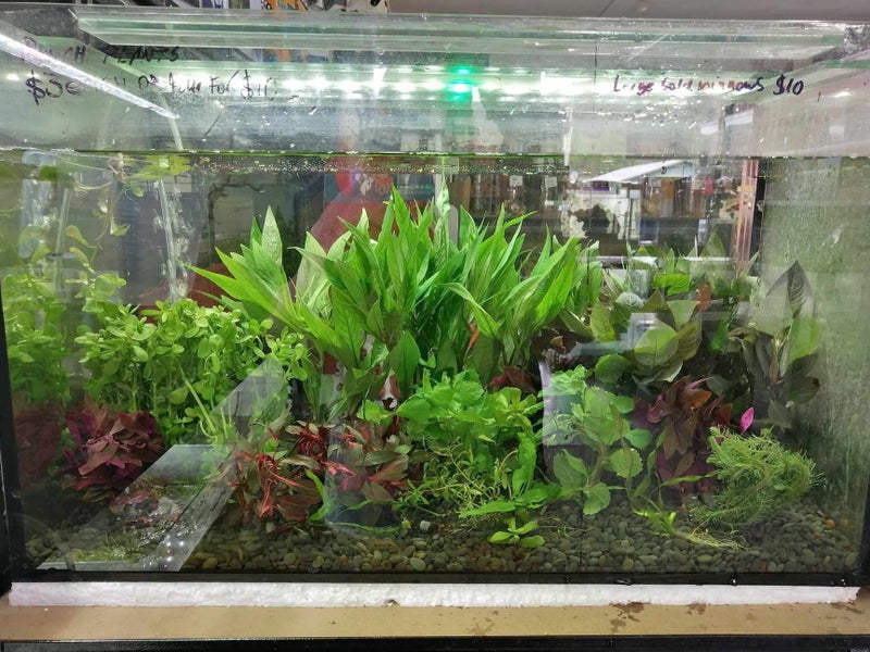 Bunched plants $4 each or 4 for $12 Carousel 1