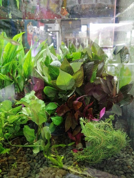 Bunched plants $4 each or 4 for $12 Carousel 2