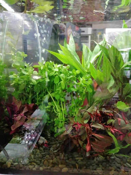 Bunched plants $4 each or 4 for $12 Carousel 4