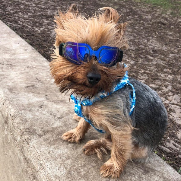 Pet Sunglasses for Dogs and Cats - Adorable Eye Wear for Pet Photos and Props Carousel 2