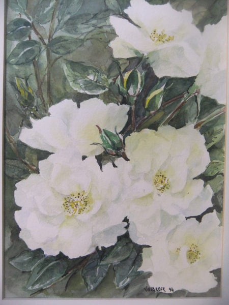 A fabulous ORIGINAL Watercolour of white ( Iceberg?) Roses62854319852033111