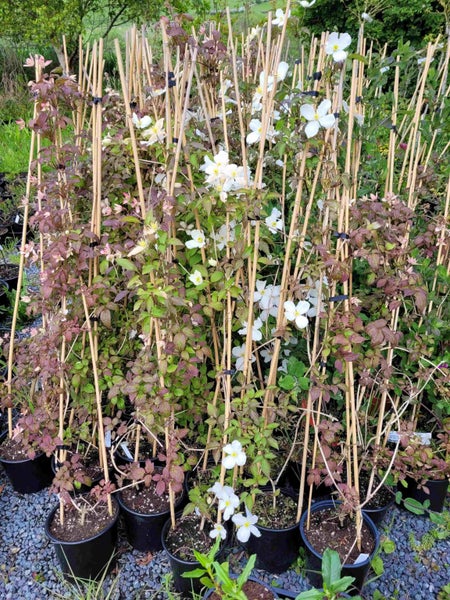 Clematis Snowflake - white flowering climber Carousel 3